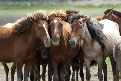 Close-up of horses standing outdoors