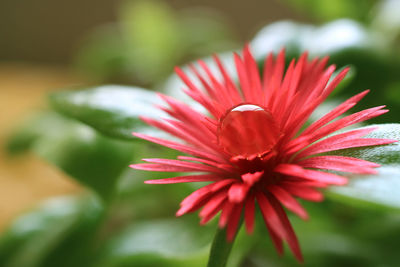 Close-up of red flower