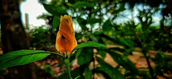 Close-up of orange flowering plant