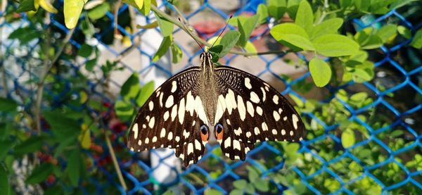 Butterfly on leaf