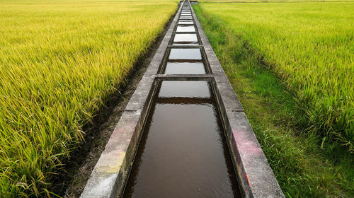 Rear view of man walking on field