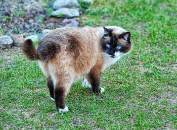 Full length of a cat on field