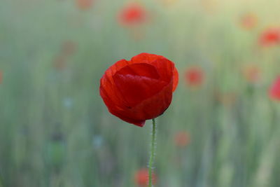 Close-up of poppy blooming outdoors