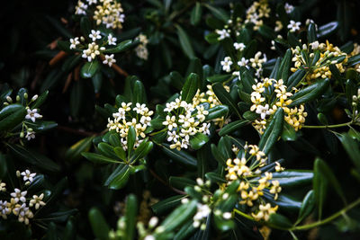 Close-up of white flowering plants