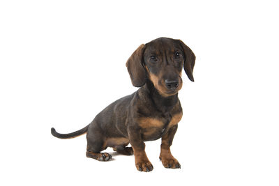 Portrait of dog sitting against white background