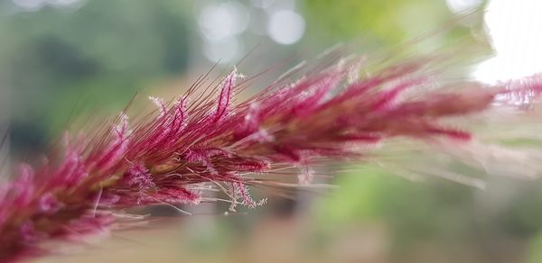 Close-up of pink flowering plant