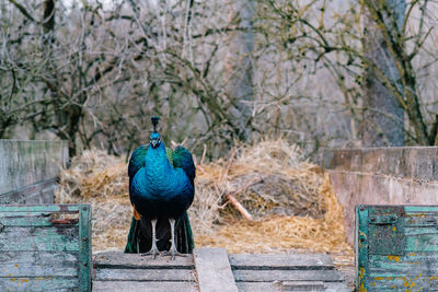 Peacock standing near hay 