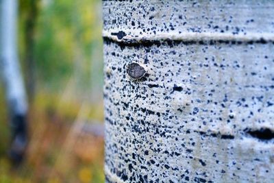 Close-up of insect on metal