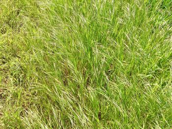 Full frame shot of fresh green field