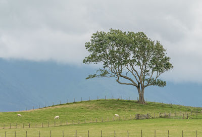 Tree growing on grassy field against sky