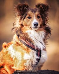 Portrait of dog looking away