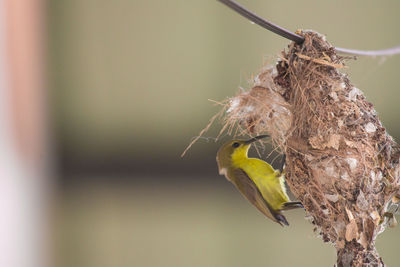 Close-up of bird perching on plant