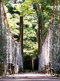 Bamboo trees in forest