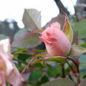 Close-up of pink flower blooming outdoors