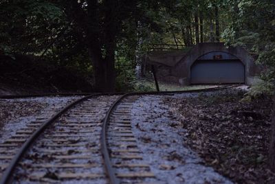 Railroad tracks amidst trees