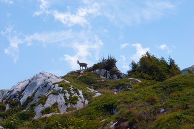 Low angle view of goat on mountain against sky