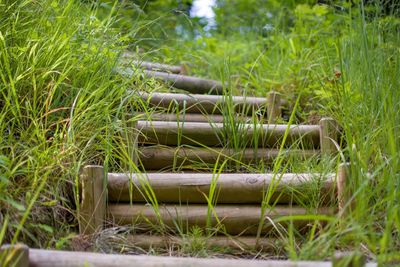 Close-up of bamboo on field