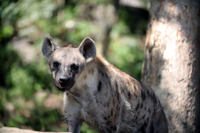 Close-up of a spotted hyena looking away