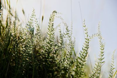 Close-up of stalks in field