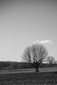 Bare tree against clear sky