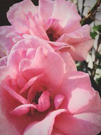 Close-up of pink flower blooming outdoors