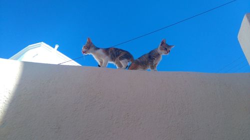 Low angle view of cats on retaining wall against clear blue sky