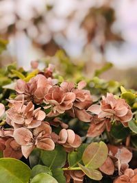 Close-up of flowering plant on leaves