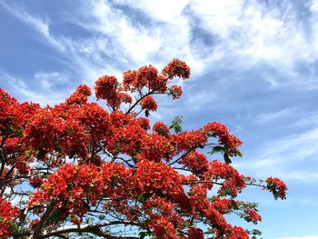 Low angle view of tree against sky during autumn