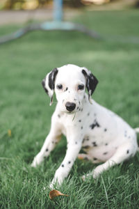 Portrait of a dog on field