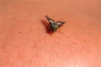 Macro shot of horse fly on skin