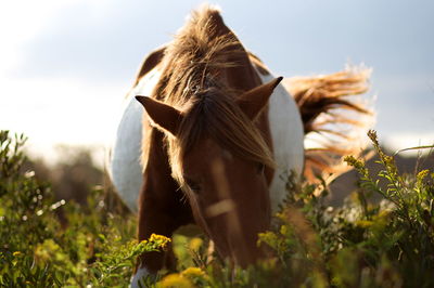 Rear view of horse on field