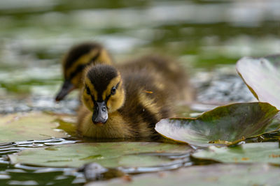 Close-up of duck swimming in lake between water lilies