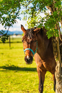 Horse in a field