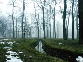 Trees in forest during winter