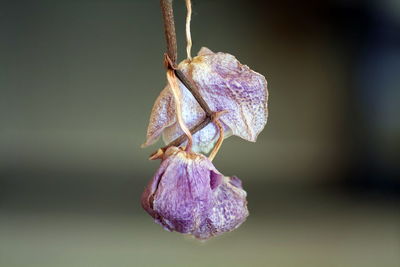 Close-up of wilted flower