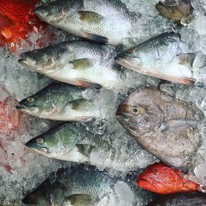 Full frame shot of dead fish in ice for sale at market stall