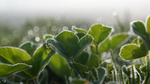 Frosted leaves on field