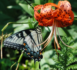 Close-up of butterfly on plant