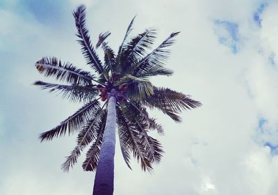 Low angle view of palm tree against sky