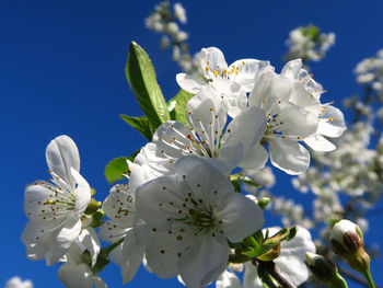 Close-up of white flowers