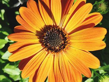 Close-up of yellow flower