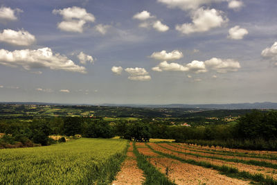 Scenic view of agricultural field against sky