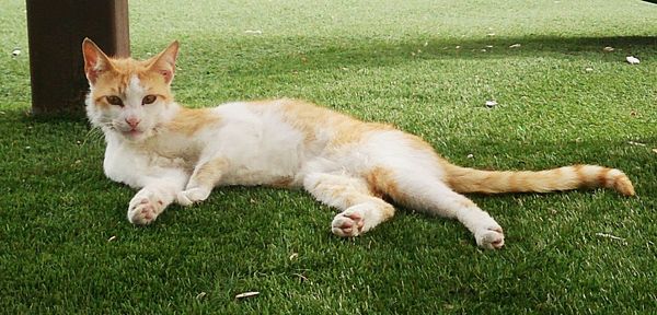 Portrait of dog lying on grass