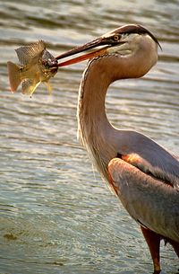 Close-up of pelican on lake