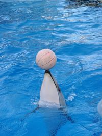 Close-up of swimming in pool