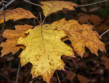 leaf