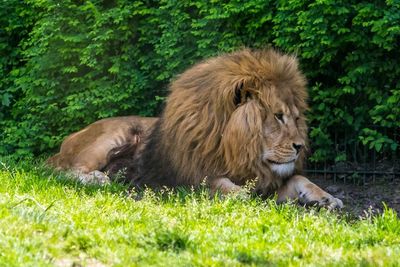 Lion relaxing on grass