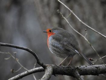 Close-up of bird perching on branch