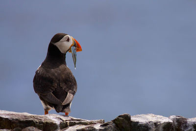 Close-up of bird perching on rock