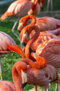 Close-up of birds on field